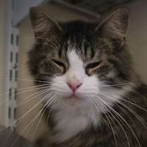 Thumbnail photo of Tansy #1