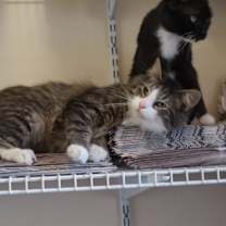 Thumbnail photo of Tansy #2