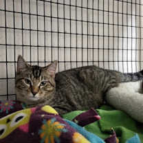 Thumbnail photo of Pickles #1