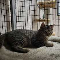 Thumbnail photo of Pickles #2