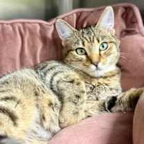 Thumbnail photo of Brittany #2