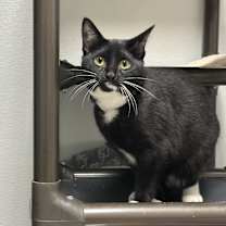 Thumbnail photo of Spark #1