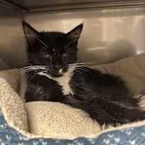 Thumbnail photo of Socks #2