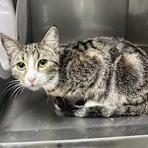 Thumbnail photo of Squirt #3