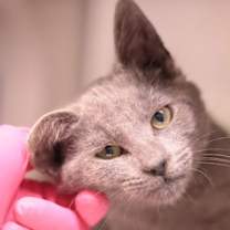 Thumbnail photo of Dragon #1