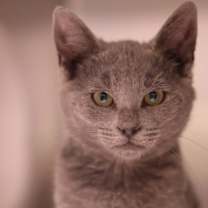 Thumbnail photo of Dragon #2