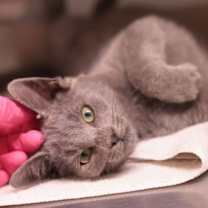 Thumbnail photo of Dragon #3