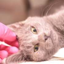 Thumbnail photo of Dragon #4