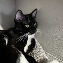 Thumbnail photo of Tetra #1