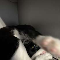 Thumbnail photo of Tetra #3