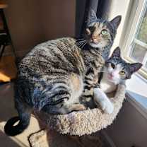 Thumbnail photo of Wrangler & Tillie #1774 - Offered by Owner #1