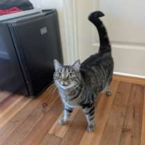 Thumbnail photo of Wrangler & Tillie #1774 - Offered by Owner #2