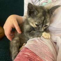 Thumbnail photo of Cardinal #2