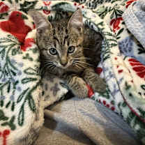 Thumbnail photo of Kitty #1