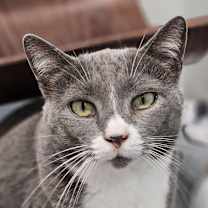 Thumbnail photo of Praline #4