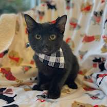 Thumbnail photo of Dale #1