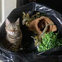 Thumbnail photo of Sweetie #3