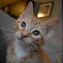 Thumbnail photo of Kiwi #2