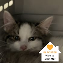 Thumbnail photo of Walker #1