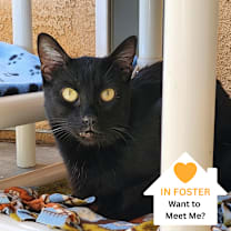 Thumbnail photo of Feijoa #1