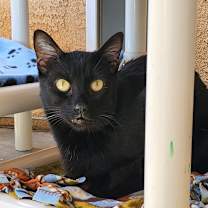 Thumbnail photo of Feijoa #4