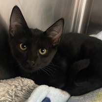 Thumbnail photo of Morticia #4