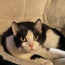 Thumbnail photo of Cookie #3