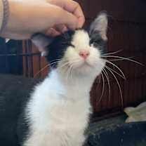 Thumbnail photo of Cookie #4