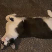 Thumbnail photo of Cookie #2