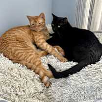 Thumbnail photo of Lizzie #3