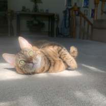 Thumbnail photo of Sweetie #4