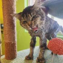 Thumbnail photo of Countess Tattertail #2