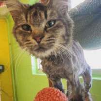 Thumbnail photo of Countess Tattertail #3