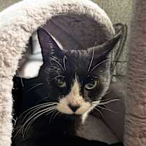 Thumbnail photo of Onyx #1