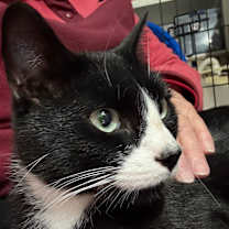 Thumbnail photo of Onyx #2