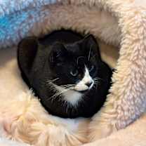 Thumbnail photo of Onyx #3