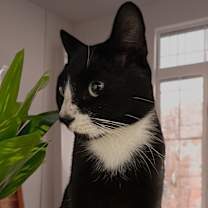 Thumbnail photo of Onyx #4