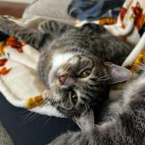 Thumbnail photo of Fig #1