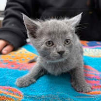 Thumbnail photo of Thomas #1