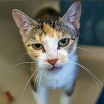 Thumbnail photo of Mora #1