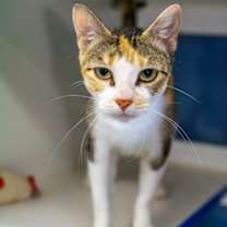 Thumbnail photo of Mora #2