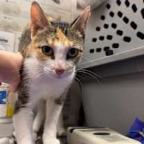 Thumbnail photo of Mora #3