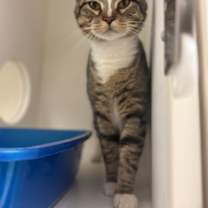 Thumbnail photo of Winston #1