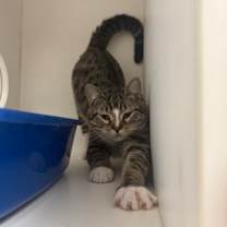 Thumbnail photo of Winston #3