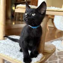 Thumbnail photo of Bear #1