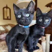 Thumbnail photo of Bear #2