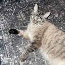 Thumbnail photo of Angel #1