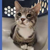 Thumbnail photo of Cat Condo #14 Bay-Bay #1