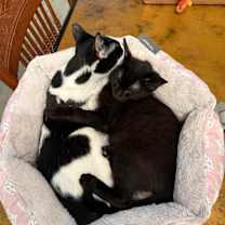 Thumbnail photo of Jinu #3