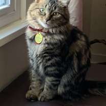 Thumbnail photo of Gracie #1